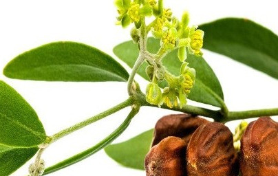 Jojoba in njena edinstvena lastnost Jojoba in njena edinstvena lastnost
